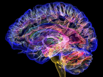 色哟哟大屌大脑植入物有助于严重头部损伤恢复